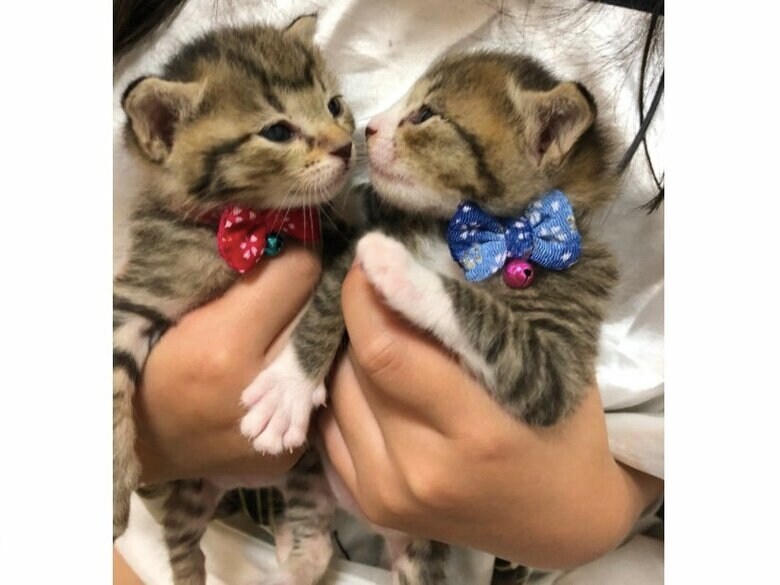 左：こんぶ　右：もずく（提供：もずく＆こんぶさん）