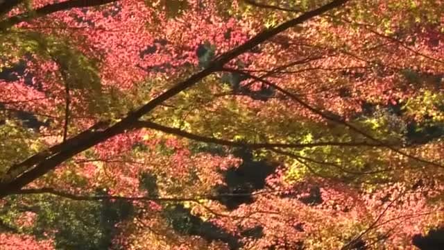 鏡野町の奥津渓で紅葉の色づき進む　観光客も「想像以上にきれい」夜はライトアップも実施【岡山】