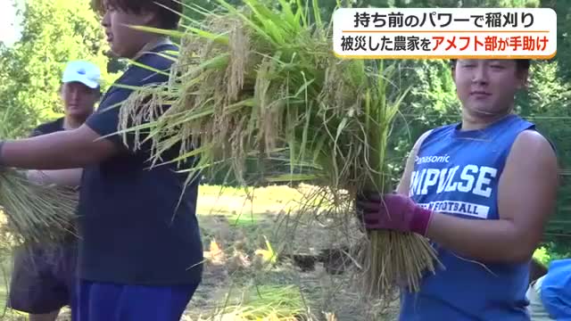 大雨被害で途方に暮れた農家に力強い助っ人 福井県立大学アメフト部が稲刈りの手伝い 田んぼ周辺が崩落し機械での稲刈りが困難に