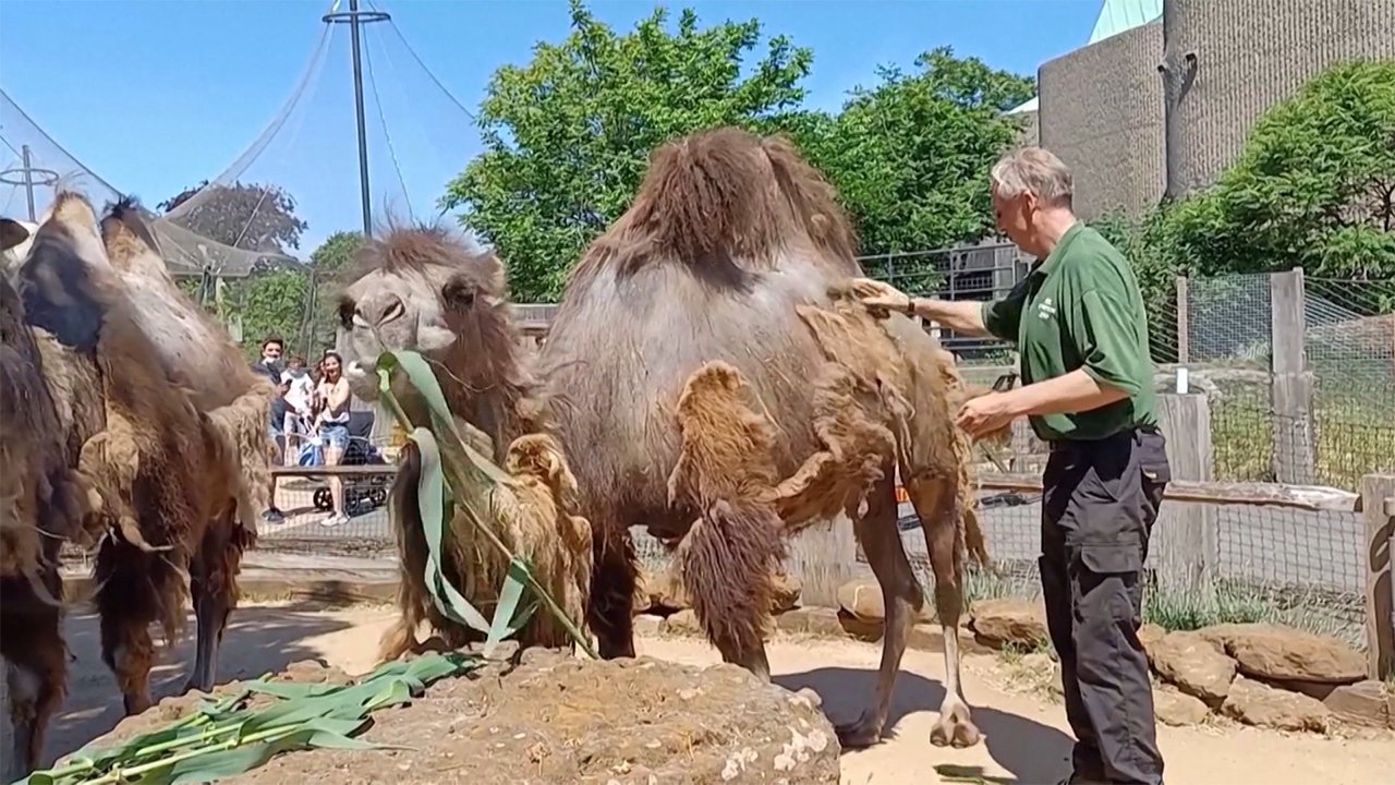 クシだけでごっそり フタコブラクダの 毛刈り ロンドン Fnnプライムオンライン ラクダ の横で 飼育員が丁寧にブラッシング ｄメニューニュース Nttドコモ