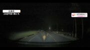 【映像】「ドン！」道路の奥から迫るイノシシ親子、衝突で車のフロントバンパーが真っ二つに　緊迫の一部始終