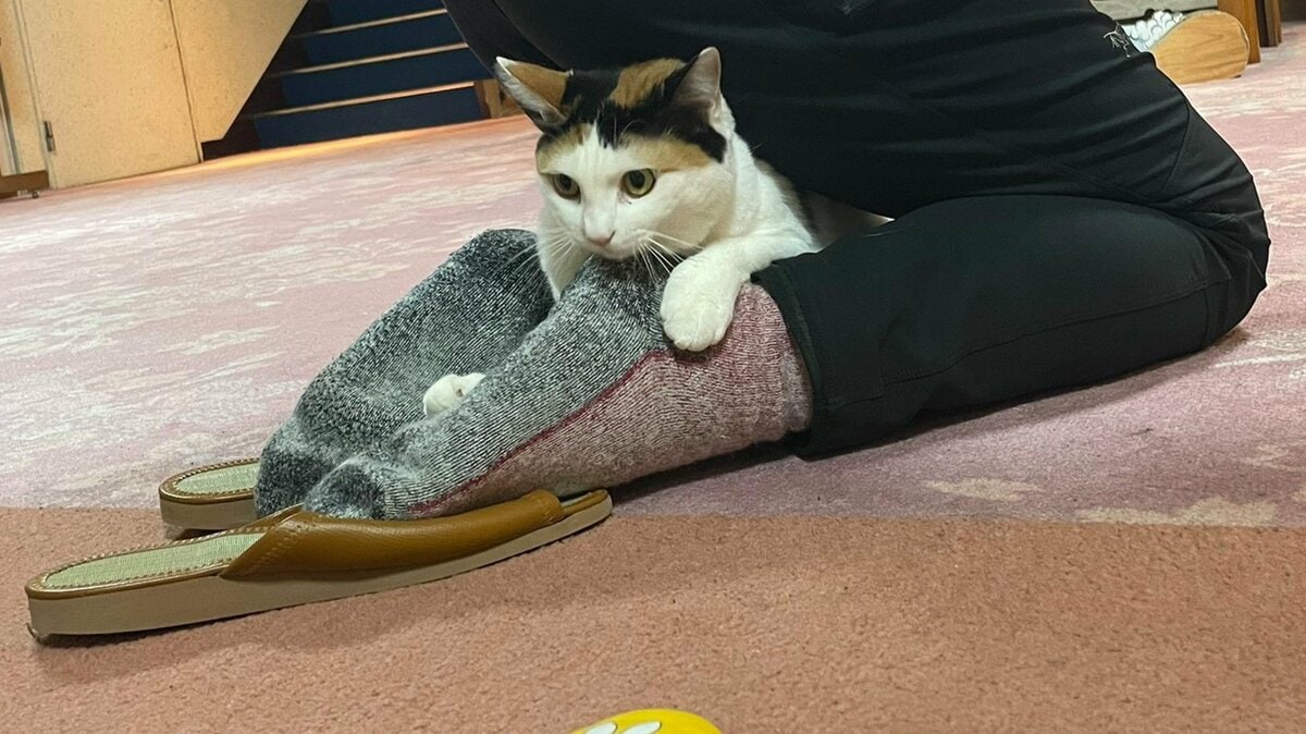 温泉♡三毛猫ちゃん （新年から甘えまくる三毛猫が可愛すぎると話題に 