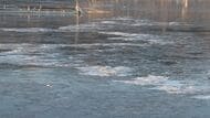  諏訪湖が「全面結氷」今シーズン初　「御神渡り」に期待　観察22日目「本当に久しぶり。真冬日が続いて氷が厚くなって」