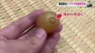 ブドウをおいしく長持ちさせるには？生産者が直伝「房ごと冷蔵庫はNG、枝をハサミで数ミリ残して切る」