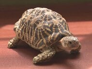 絶滅危惧種『インドホシガメ』か 住宅の車庫で見つかり警察が飼い主探す 体長約20cmで取引は原則禁止