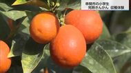 寒さの後は強風そして気温上昇　串間市では小学生がキンカン収穫体験