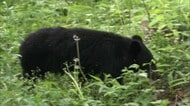 【クマ】「最大級の警戒を」新潟県のクマ出没件数が過去最多に 自衛隊派遣巡り…新潟知事「新潟も同じような状況なのか情報を集めたい」
