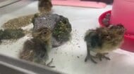 富山市ファミリーパーク、ニホンライチョウのふ化に2年ぶり成功　3施設連携で「国内初」の快挙