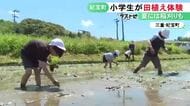 ぬかるむ田んぼに悪戦苦闘…小学生が昔ながらの手作業で田植えを体験 食育の一環で地元農家からコメ作り教わる