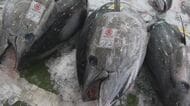 「クロマグロ初水揚げ」が映す資源管理時代の現実　地域の漁港から“持続可能な漁業”の可能性示せるか【鳥取発】