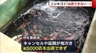 ニシキゴイ「出荷できない」 飛行機の欠航や減便で…【新潟・小千谷市】