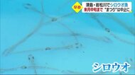 早春の風物詩 宇和島・津島の岩松川でシロウオ漁 2年連続で“まつり”中止も小売り販売【愛媛】