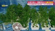 広がる大麻乱用…摘発は前年比6割増