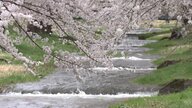 春の原風景がここに 猪苗代町・観音寺川の桜並木　小川のせせらぎとの共演《ふくしま桜紀行2025》　