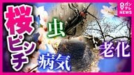 『ソメイヨシノ』に危機　伝染病などの被害で各地で相次ぎ伐採　『次世代の桜』に“世代交代”する動きも
