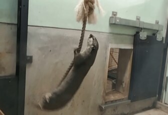 ロープをくわえて回転し続けるコツメカワウソがすごい 目は回らないの 飼育員に聞いた