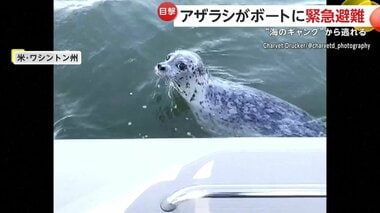 【緊急避難】シャチに追われ命からがらボートに逃げてきたアザラシ…ボートの女性「大丈…
