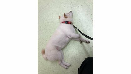 「肝が据わってる」動物病院でも寝ようとする柴犬の“大物感”がすごい…いつものことなの？飼い主に聞いた