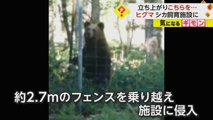ヒグマがエゾシカ飼育施設に侵入　2.7mのフェンス乗り越えシカ襲う　市は“問題個体”と判断　北海道・根室市