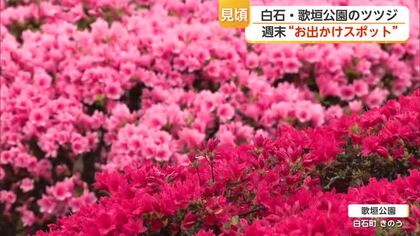 白・ピンク・赤の約7万本のツツジ 白石町の歌垣公園で例年より早く見ごろ迎える【佐賀県】