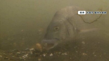 潮干狩り場からアサリが消える！ 原因は市場で不人気のクロダイ？ 専門家警鐘「放置するとどんどん減っていく…」