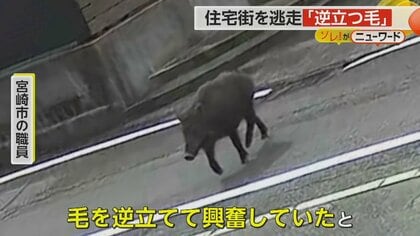 イノシシがUターン！住宅街を逃走　“逆立つ毛”で興奮状態か…市職員と警察官が追跡も結局見つからず　宮崎市