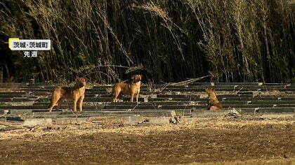 【独自】「いつ噛まれるか…」減ったはずの野犬が「また増えた」　取材中に“野犬の親子”遭遇も　住民に不安広がる　茨城・茨城町