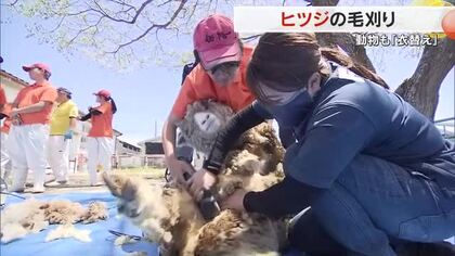 岡山市の高校生がバリカンを手に「ヒツジの毛刈り」　体を傷つけないように夏に向けて“衣替え”【岡山】