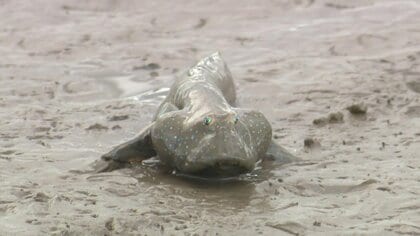 有明海の人気者「ムツゴロウ」が恋のバトル 広大な干潟で“婚活”ジャンプ！【佐賀発】