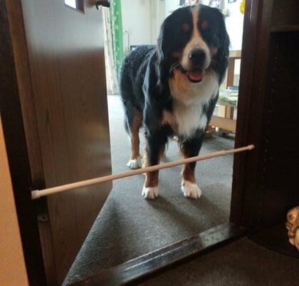 「余裕で出られるのに…」いたずら防止の“突っ張り棒1本”で立ち往生する犬…なぜ飛び越えないのか飼い主に聞いた
