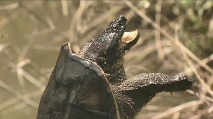 【危険】かまれると大けがの恐れ「カミツキガメ」をワナで… “日本一”生息する沼で捕獲作戦　千葉・印旛沼