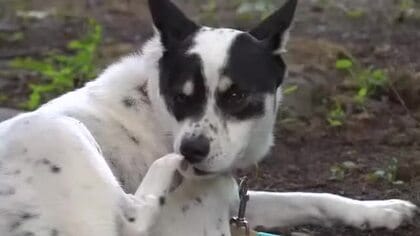 里親から虐待…悲しい過去を抱える“元野犬”　新しい家族に愛され、もはや野性忘れる幸せ生活
