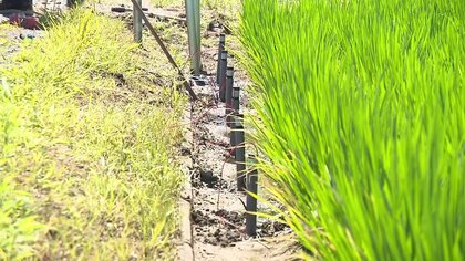 泥にさすだけで発電できる「泥の電池」開発　微生物の働き利用…スマート農業に活かす【佐賀発】