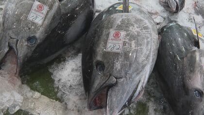 「クロマグロ初水揚げ」が映す資源管理時代の現実　～漁獲枠規制と価格維持のはざま～