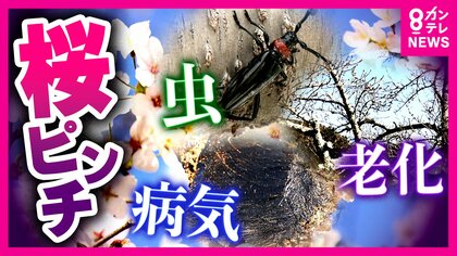 『ソメイヨシノ』に危機　伝染病などの被害で各地で相次ぎ伐採　『次世代の桜』に“世代交代”する動きも