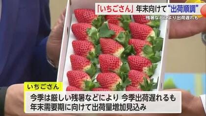 「いちごさん」出荷状況を生産者が県庁へ報告訪問 年末に向け出荷量は増える見込み【佐賀県】