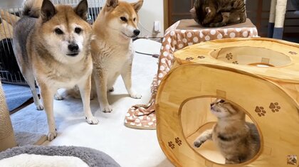 柴猫様 飼い主さんの膝の上で、幸せそうに眠る柴犬。その寝顔がまるで『子