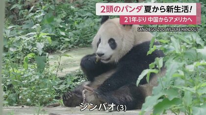 21年ぶりのパンダ外交 シンバオとユンチュアン 2頭のパンダが夏 21年ぶりのパンダ外交 シンバオとユンチュアン 2頭のパンダが夏