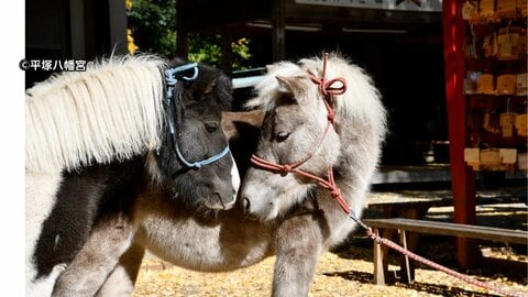 “神馬（しんめ）で御利益” 特別なお守りや御朱印など授与　2026年「午年」全国の神社で初の取り組み