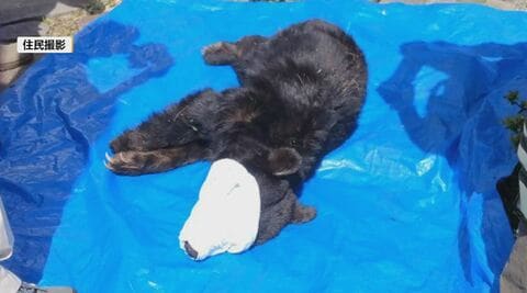 クマが住宅の庭にいる　レストランの敷地内でも目撃　麻酔銃を放ち捕獲、駆除　体長約1ｍ10cm、若い個体か　「ガーって外から、怖かった」4月30日にも出没　ハチの巣箱が荒らされる　長野・原村