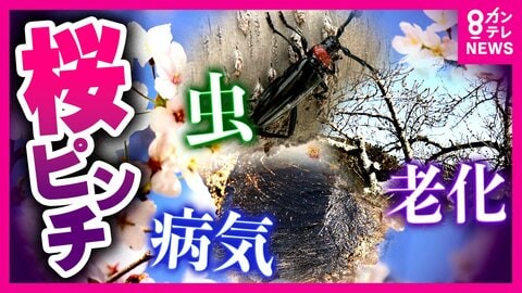 『ソメイヨシノ』に危機　伝染病などの被害で各地で相次ぎ伐採　『次世代の桜』に“世代交代”する動きも