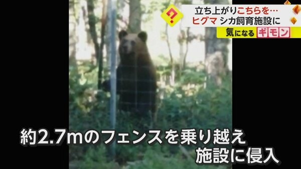ヒグマがエゾシカ飼育施設に侵入 2.7mのフェンス乗り越えシカ襲う 市は