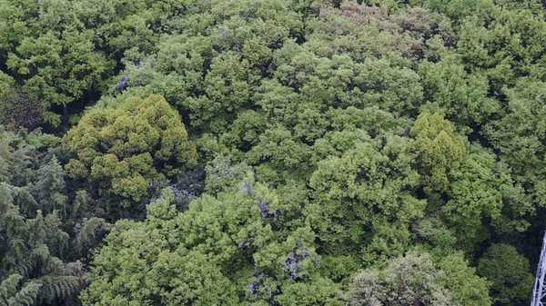 平尾容疑者は森の中に潜伏 ドローンで上空から見てみた