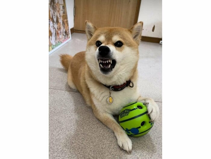 おもちゃを守っているポポちゃん(提供:柴犬ポポ(7)リブ(4)ラム(4)さん)