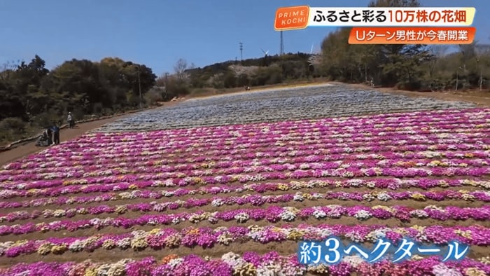 色鮮やかな花のじゅうたんが広がる風景