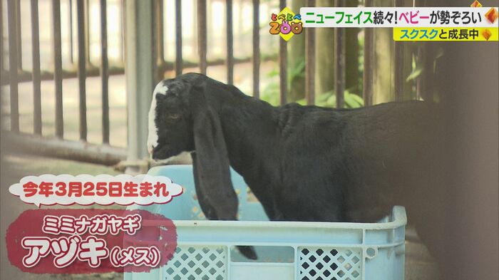 ミミナガヤギの赤ちゃん「アヅキ」