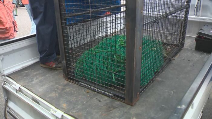 捕獲されたクマ