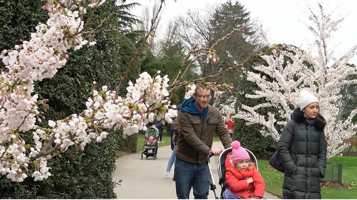 イギリスでも桜は日本の花というイメージが定着しているという