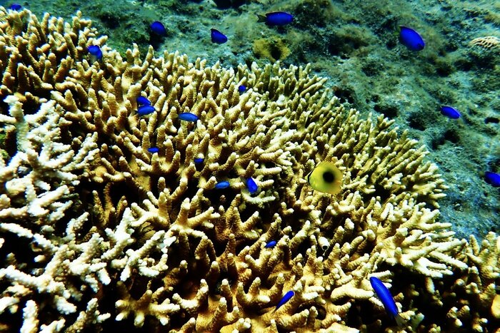 高島海水浴場は多くのサンゴ礁を観察できる