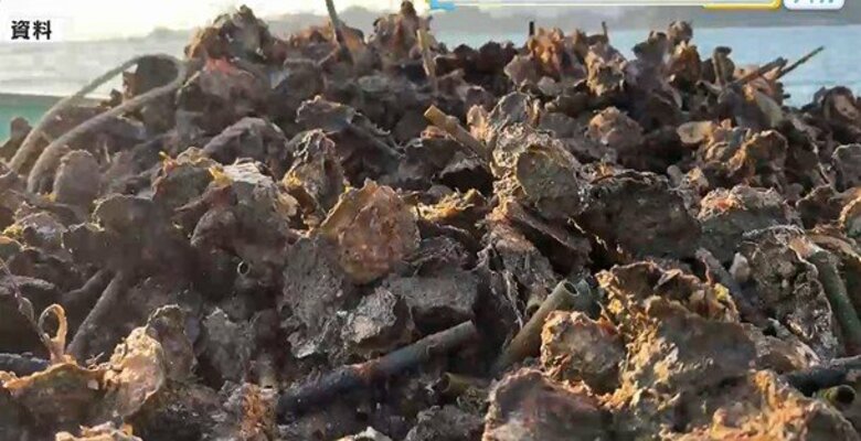 【養殖カキ大量死問題】 広島県の調査で大量死につながる兆候は確認されず　新たな実証実験も開始｜FNNプライムオンライン